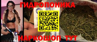 шишки Гай